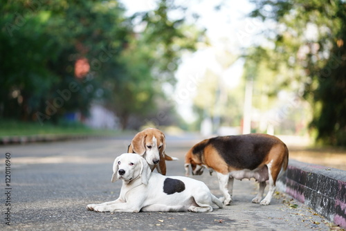 Tree beagle dogs are on the lonely road,a cute white one is lying and two tri-color one are standing photo