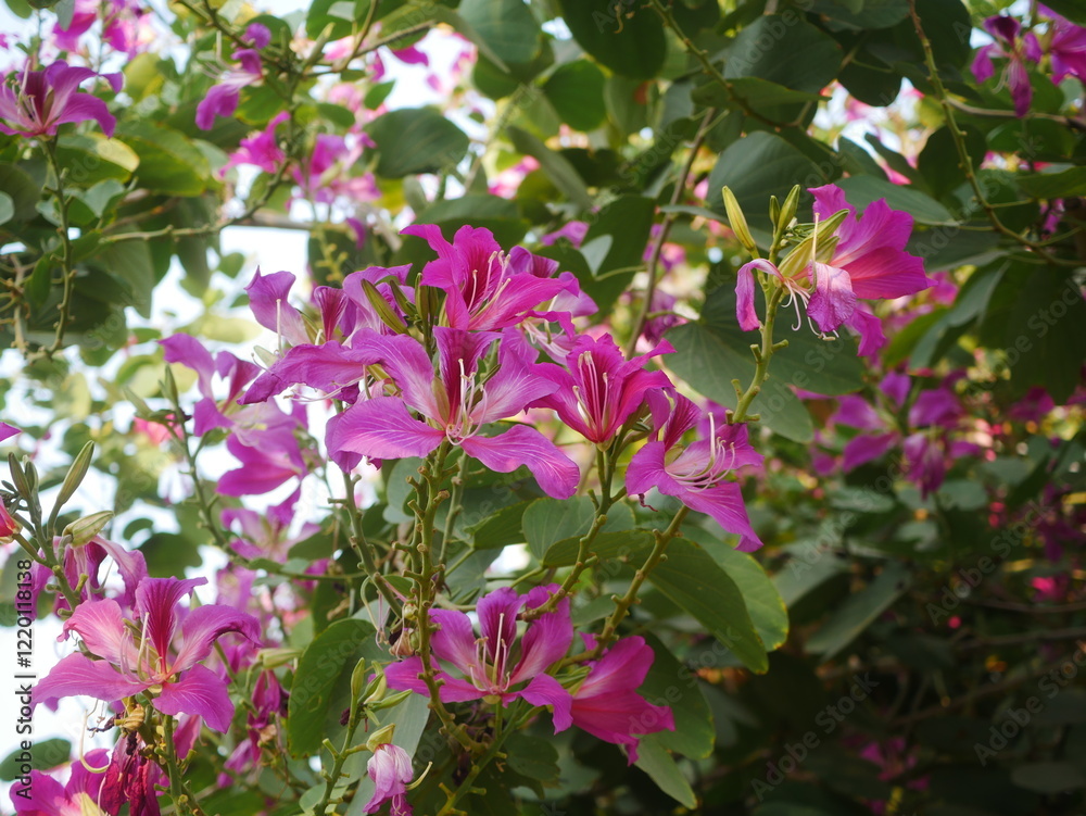 Naklejka premium Purple Bauhinia flowers blooming on the tree.