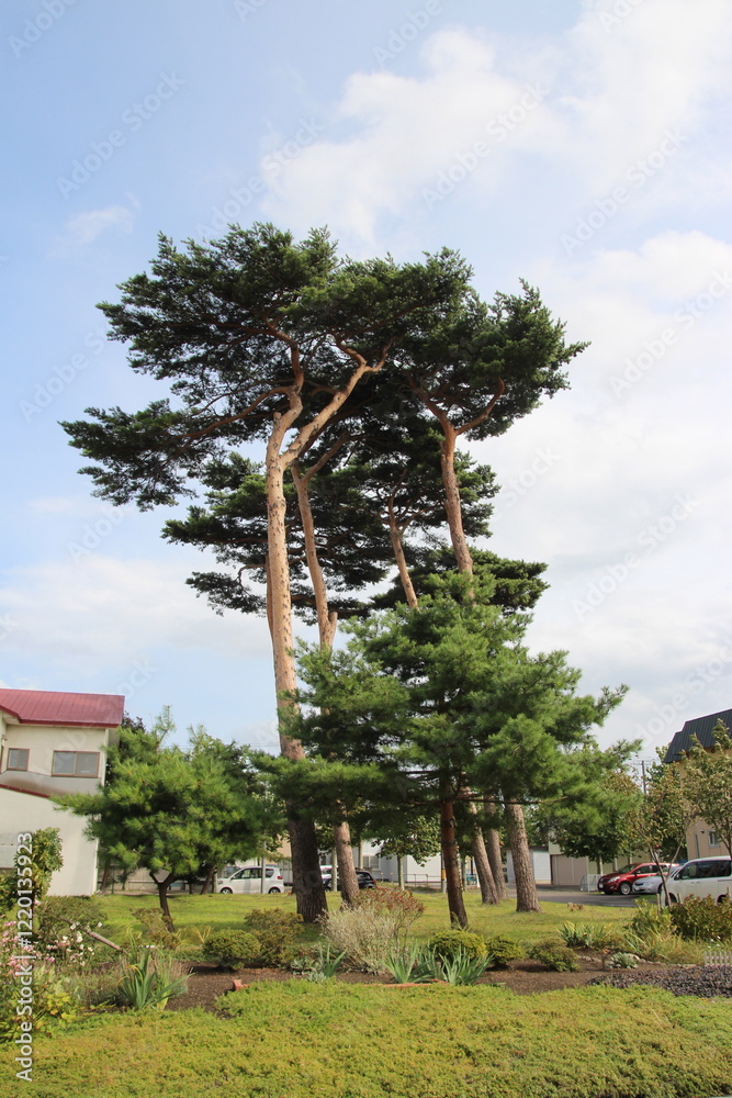 Fototapeta premium 삿포로 여행