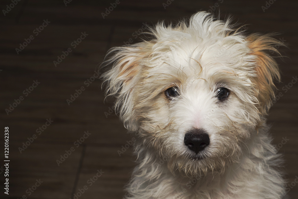 Adorable fluffy white puppy posing on wooden floor Adorable fluffy white puppy posing on wooden floor