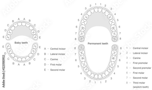 Black and white, A set explaining the dental arches of permanent and baby teeth, along with their respective names.