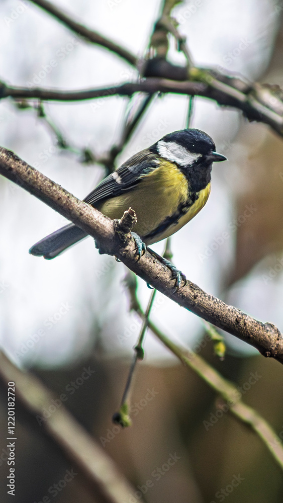 Fototapeta premium Sikorka