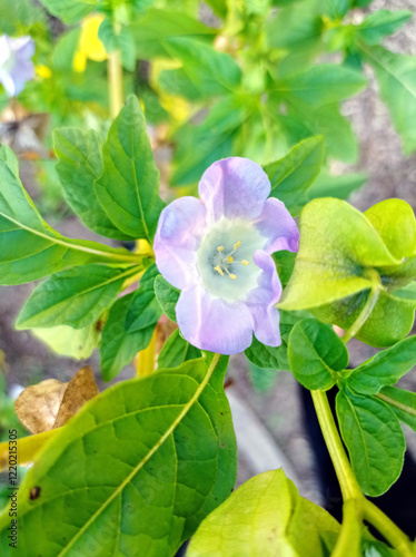 Close up of a Nicandra flower with the focus on the delicate pistils of this so soft and delicate blue flower. Protector for tomato plants. In our garden in October 2022 in La Clayette, France. photo