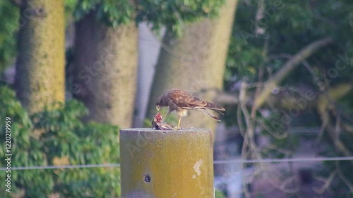 Aguilucho alimentándose de un pichón 