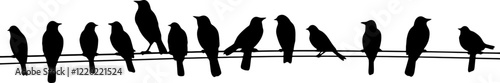 birds on power wires silhouette