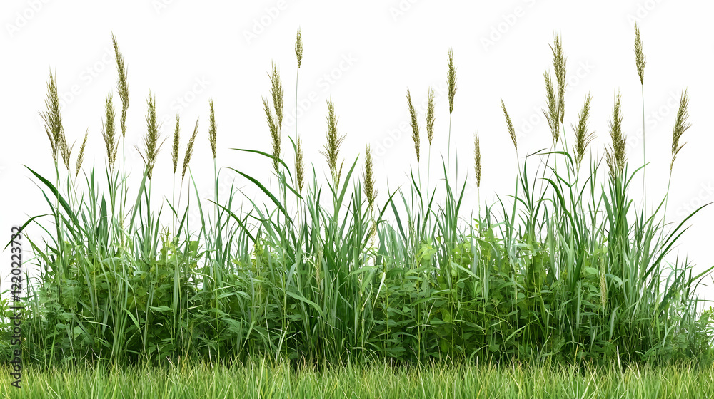 Lush green grass border, isolated on white background; ideal for landscape design or website use Lush green grass border, isolated on white background; ideal for landscape design or website use