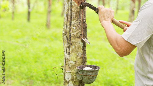 A farmer tapping a rubber tree with a traditional knife tool in a plantation, white latex in small bucket