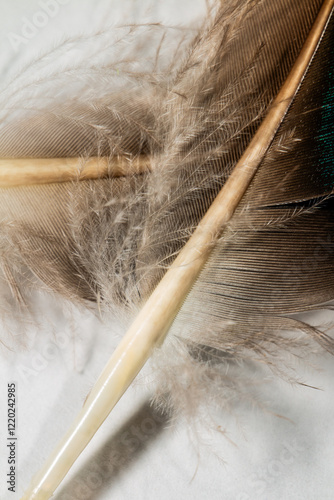 close up of feathers