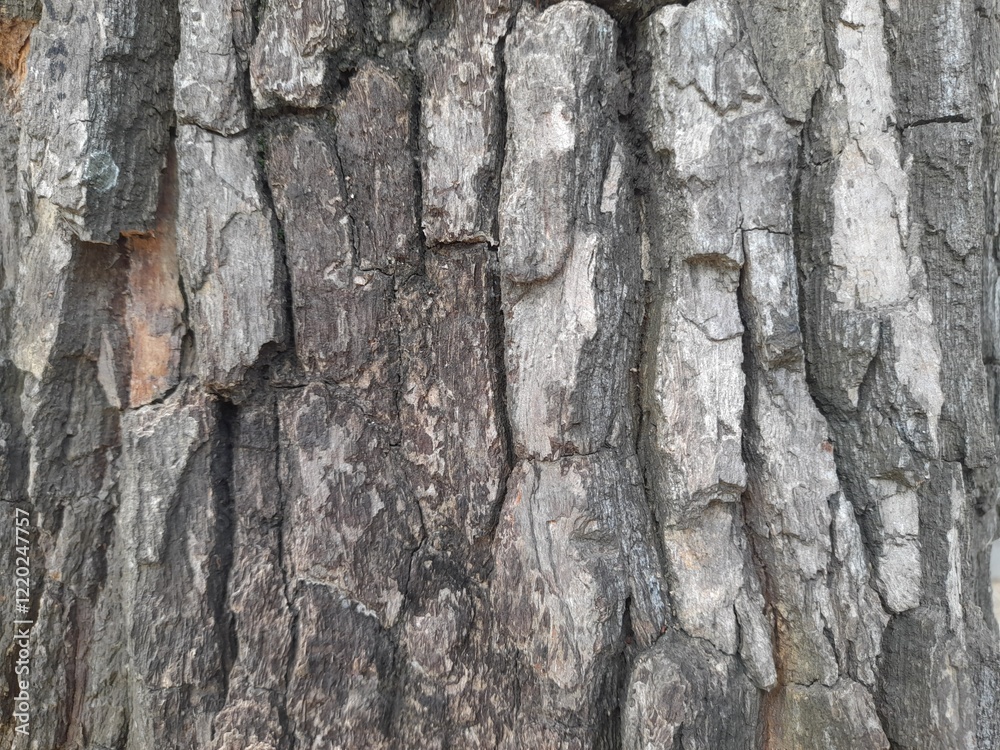 Close-up of rough tree bark with deep cracks and textured surface Close-up of rough tree bark with deep cracks and textured surface