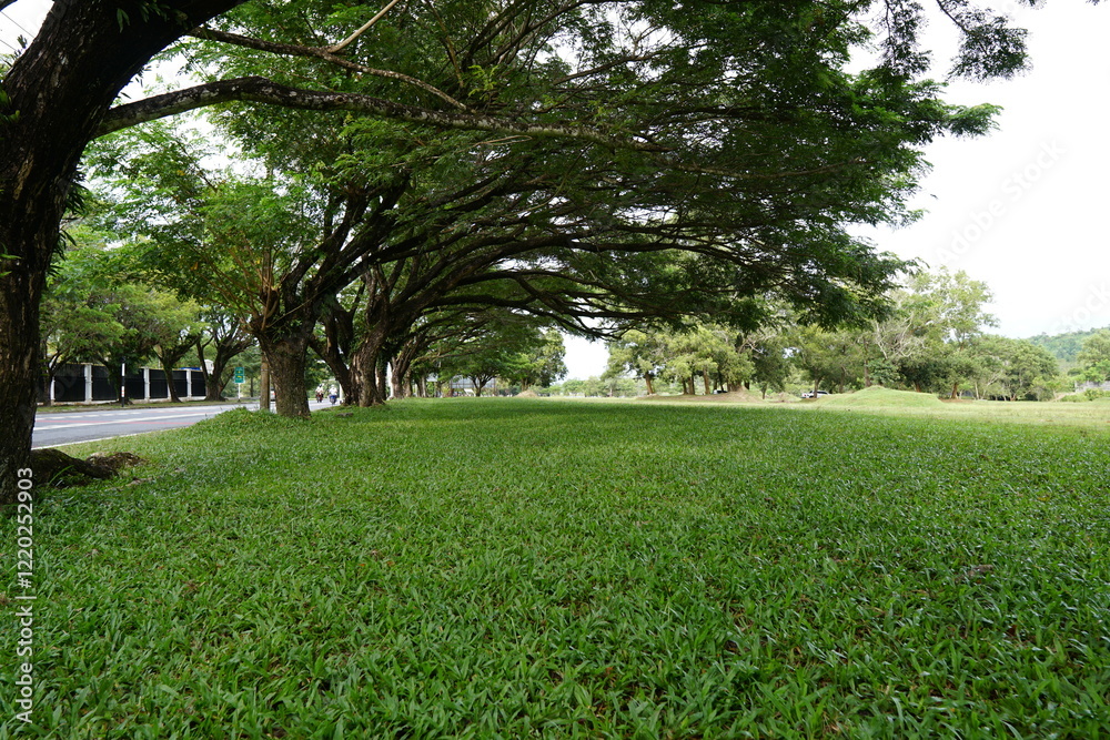Lush Green Park Lawn Under Canopy of Trees Roadside Greenery Lush Green Park Lawn Under Canopy of Trees Roadside Greenery