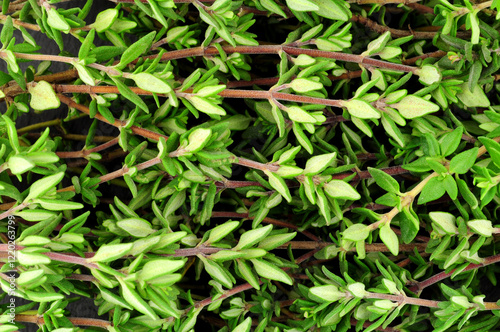 Fresh aromatic thyme herb sprigs for culinary flavouring background detail photo