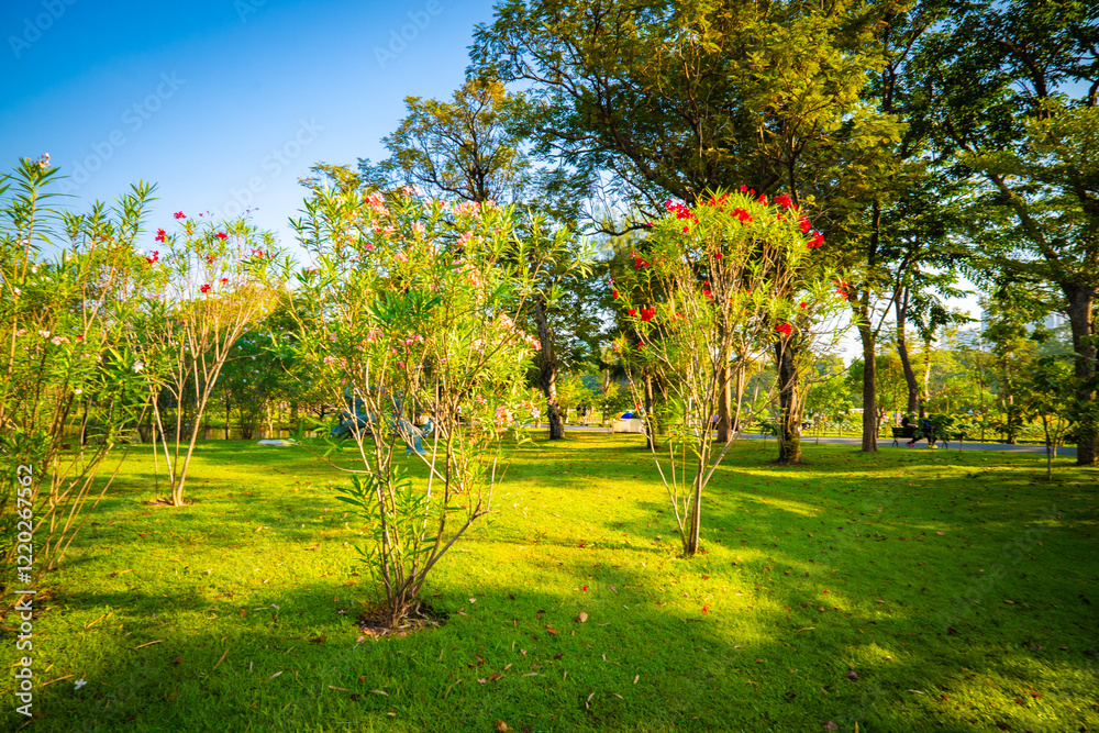 Sun light green tree city public park blue sky with shadow Sun light green tree city public park blue sky with shadow