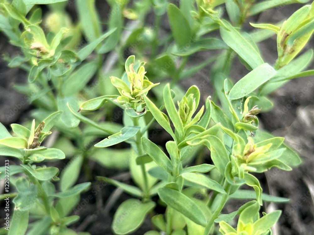 Obraz premium Close up of a plant with lush green leaves and bright yellow flowers