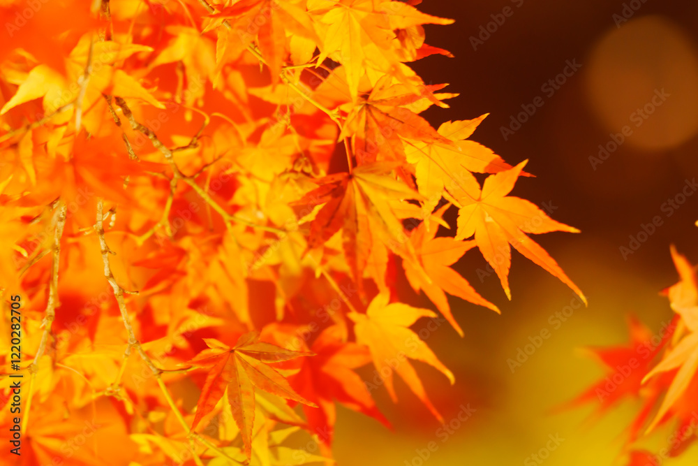 東寺の美しい紅葉のライトアップ