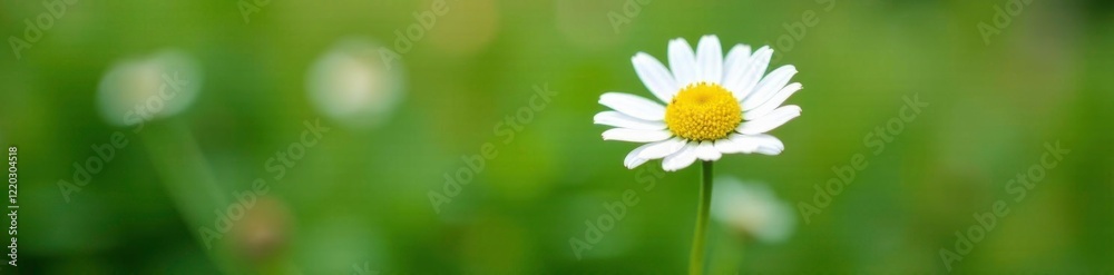 Delicate white flowers unfolding on a green stem, nature, flower, chamomile Delicate white flowers unfolding on a green stem, nature, flower, chamomile