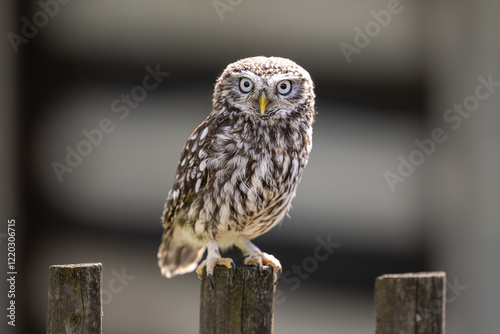 Little owl by the old building. Athene noctua. The Czech republic.