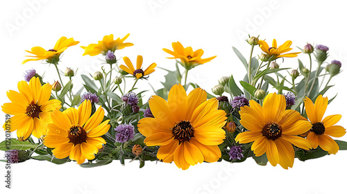 Yellow garden flowers, isolated on white background.