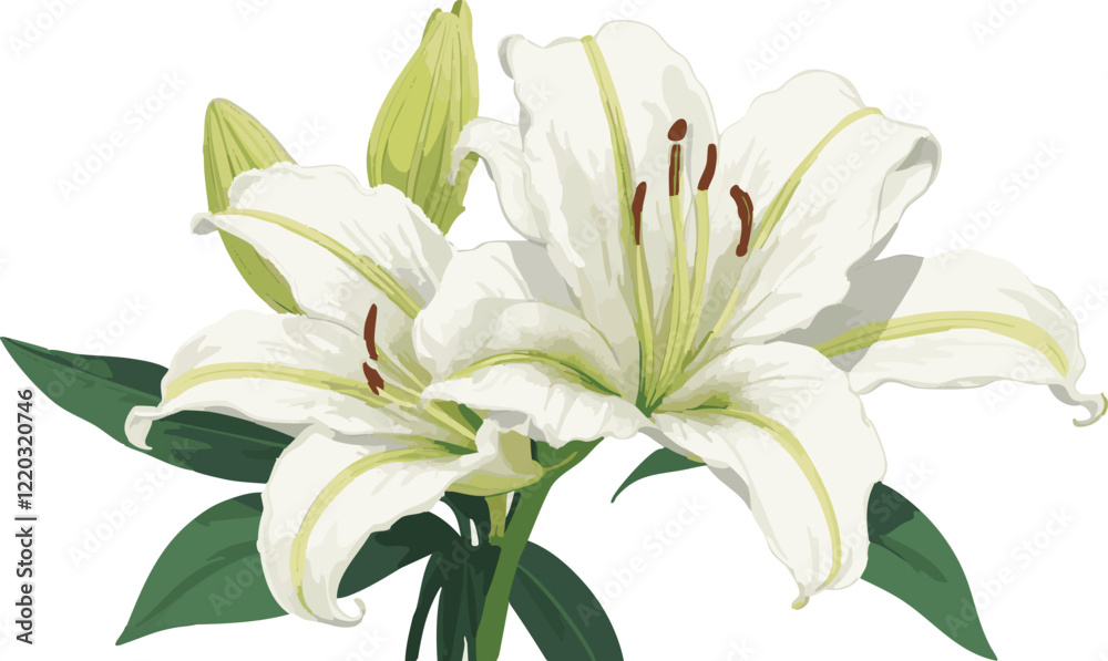Fototapeta premium white lily flowers vector