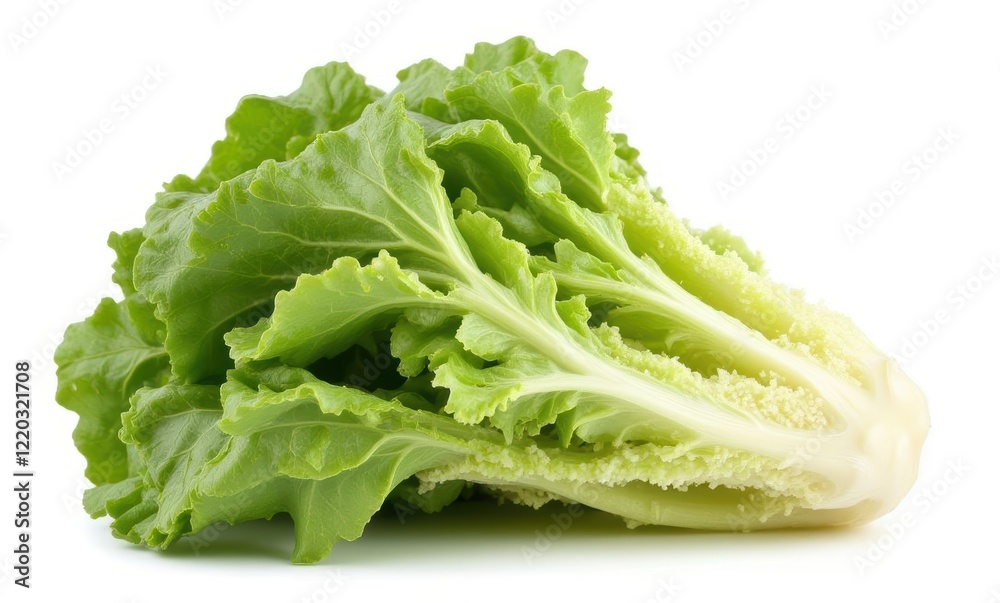 Fresh green lettuce on a white background Fresh green lettuce on a white background