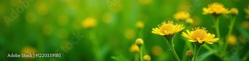 Delicate yellow flowers in clusters on a lush green stem, tansy, stems, herb