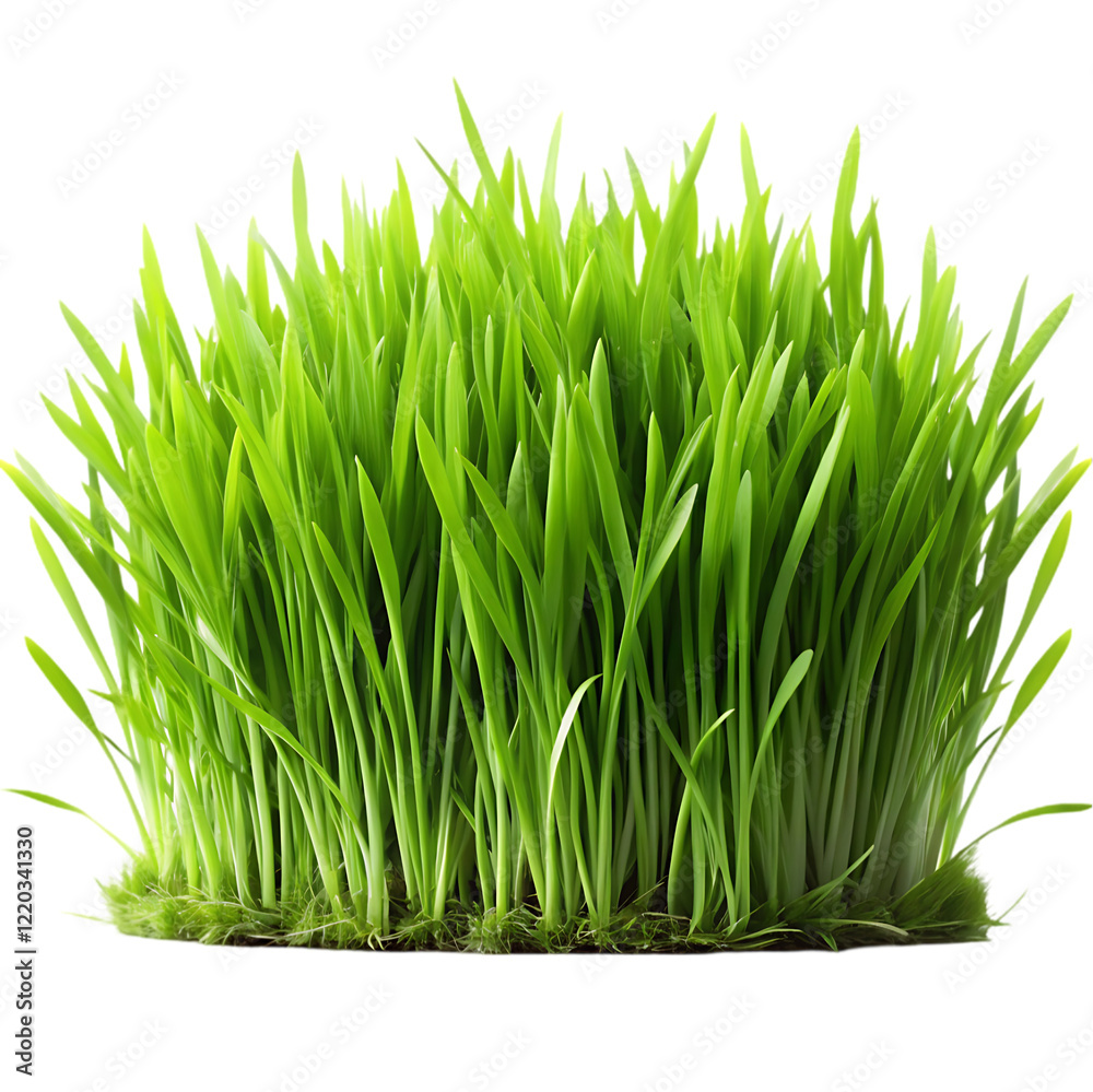 Obraz premium Vibrant Green Spring Grass Blades Nature Shot lush lawn life plant 