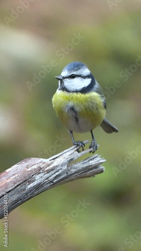 Cinciarella (Cyanistes caeruleus) Blue