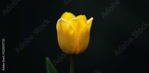 Delicate yellow tulip bud in partial bloom against a dark background, blossom, dark