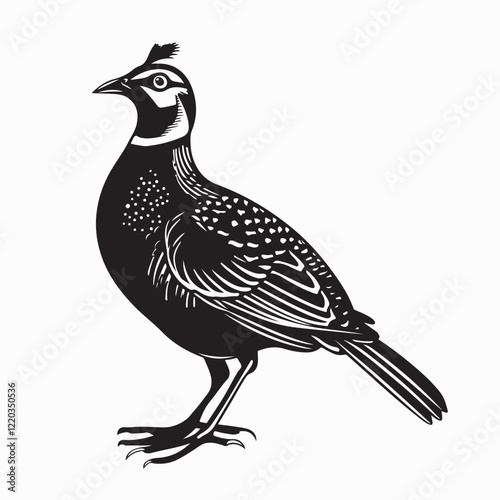 Quail Bird image vector. Black And White Illustration Quail Bird image Isolated On Background  photo