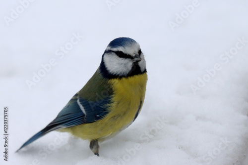 Plakat w ramie Blue tit