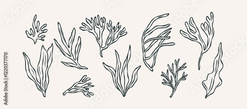 Hand drawn doodle seaweed collection
