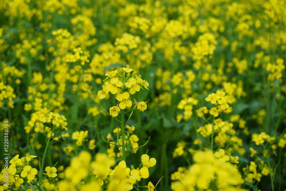 Yellow mustard flowers blooming in a mustard field, Mustard blossoms of oilseed, Green yellow plants of mustard field with s sunset view, oilseed flower blooming Yellow mustard flowers blooming in a mustard field, Mustard blossoms of oilseed, Green yellow plants of mustard field with s sunset view, oilseed flower blooming