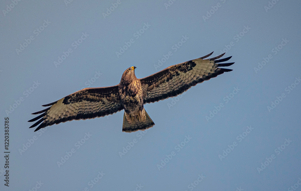 Obraz premium Wild bird