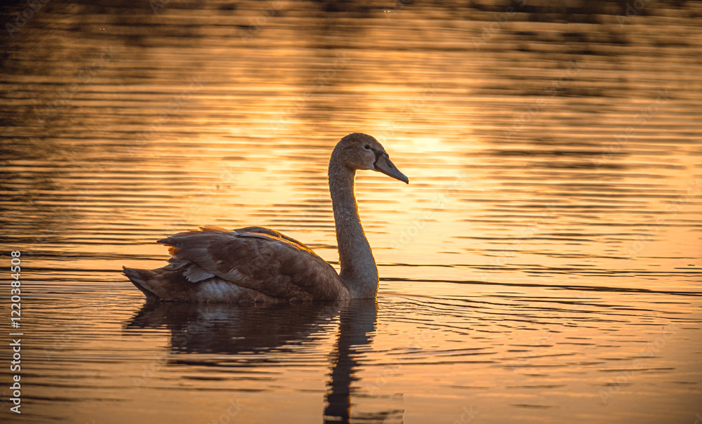 Fototapeta premium Swan