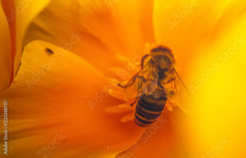 Bee