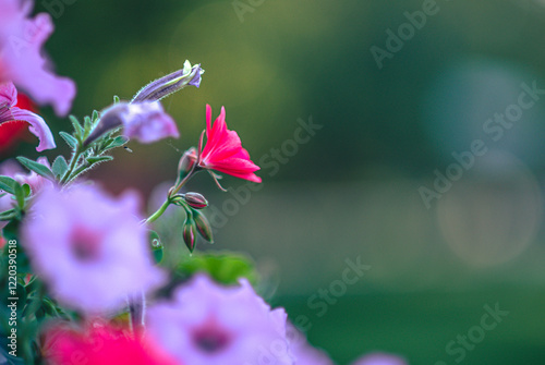 Garden flower