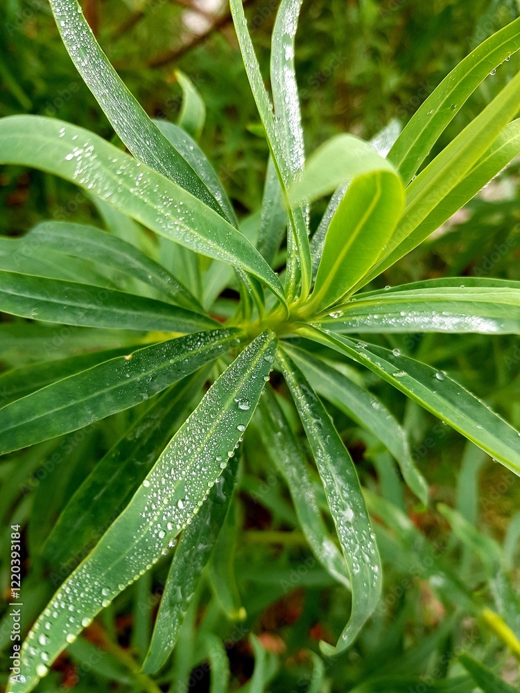Obraz premium Water droplets on the leaves of the plant in the garden.