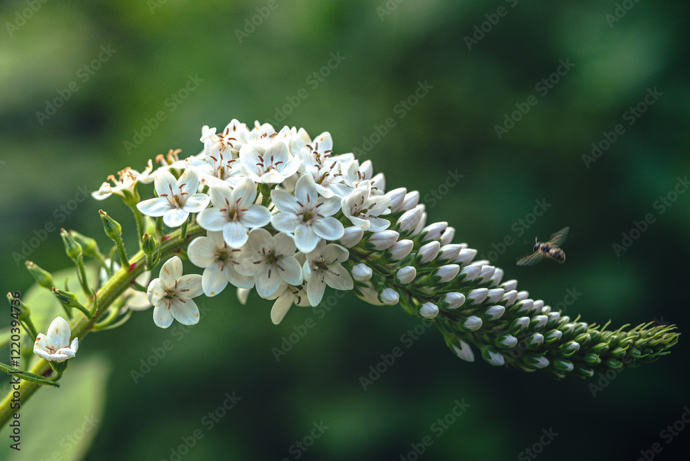 Garden flower