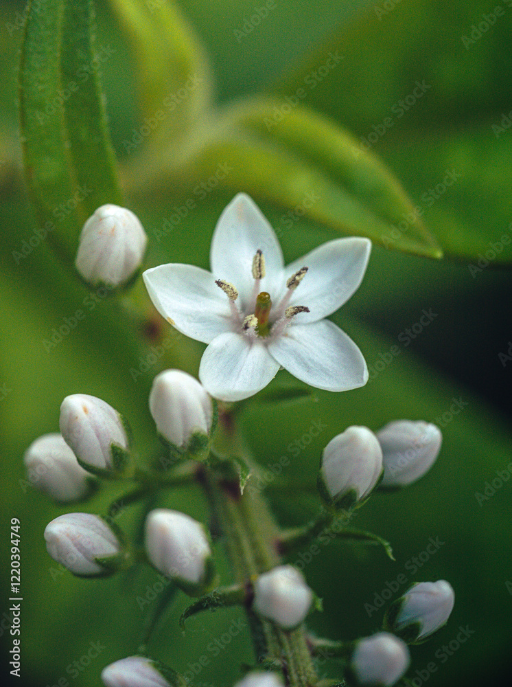 Garden flower Garden flower