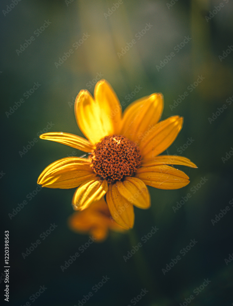 Garden flower Garden flower