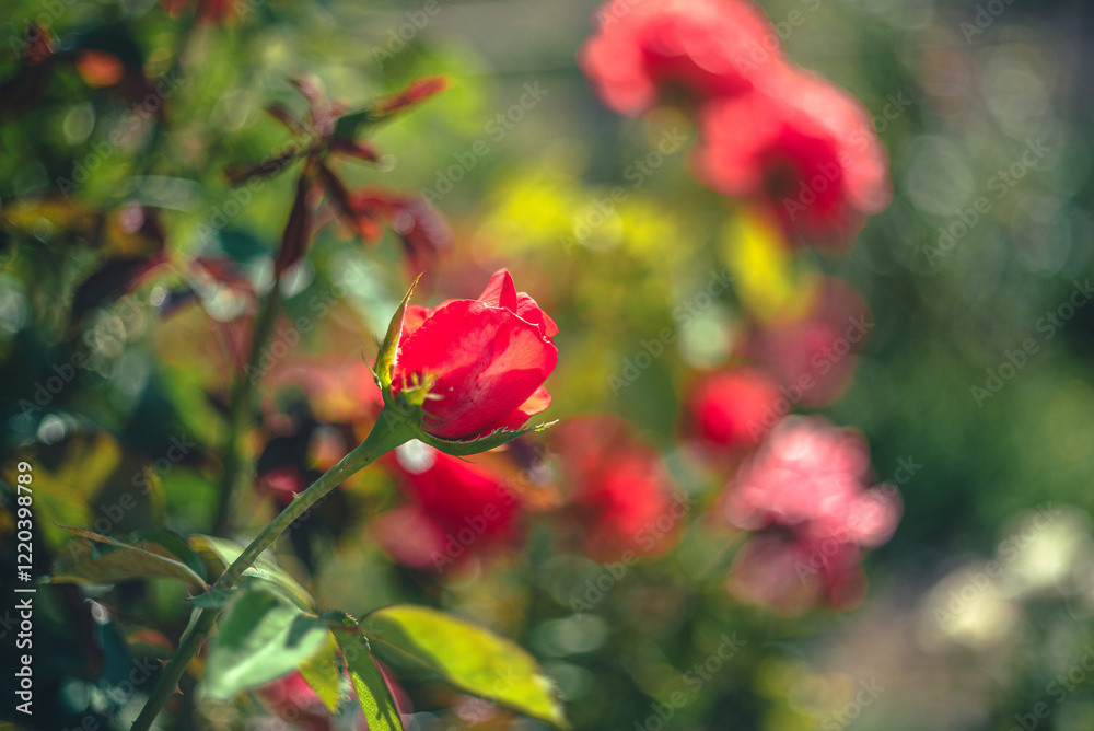 Obraz premium Rose