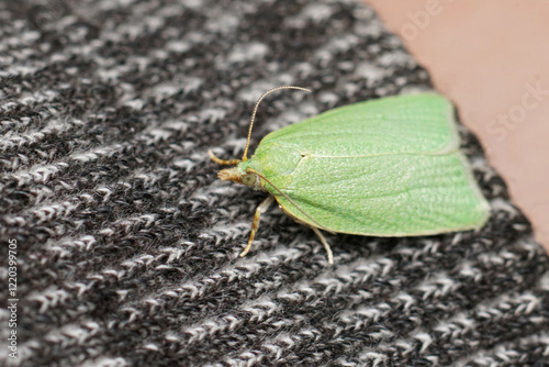 Closeup on a small Green Oak Tortrix viridana moth on the sleeve of a pull-over photo