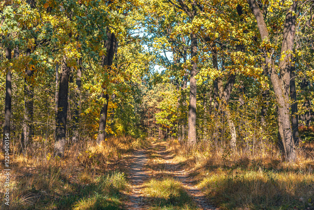 Obraz premium Autumn woods