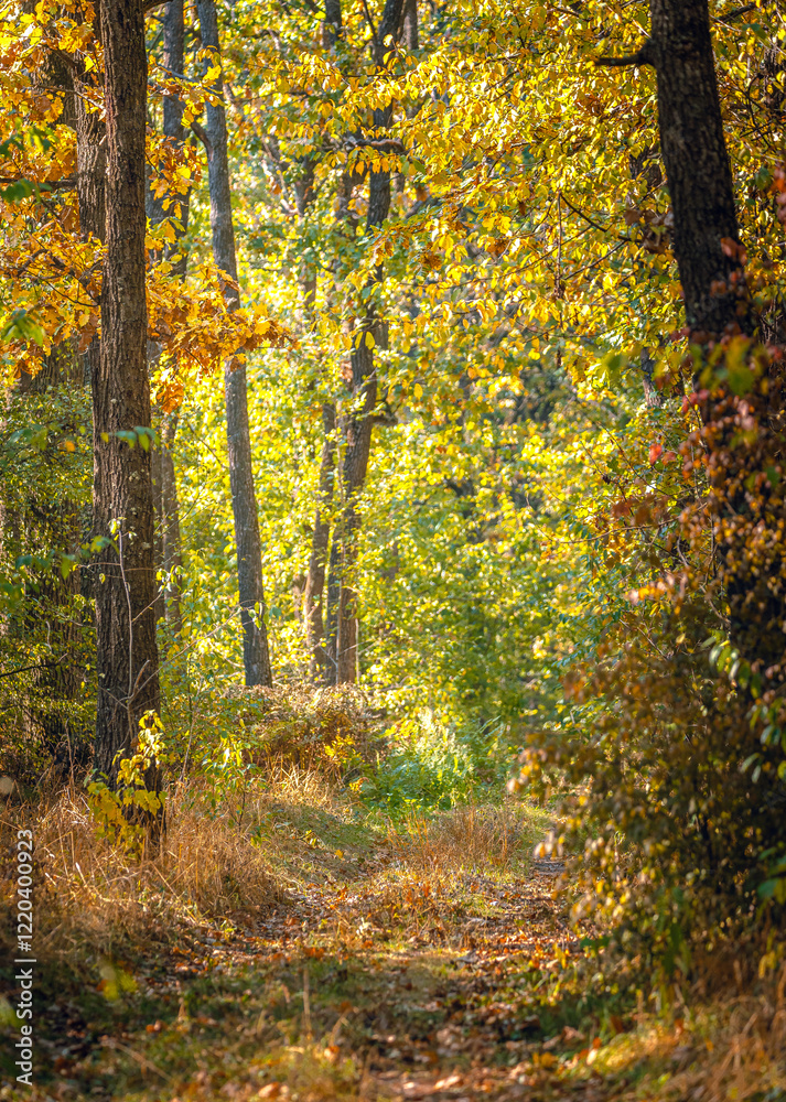 Fototapeta premium Autumn woods