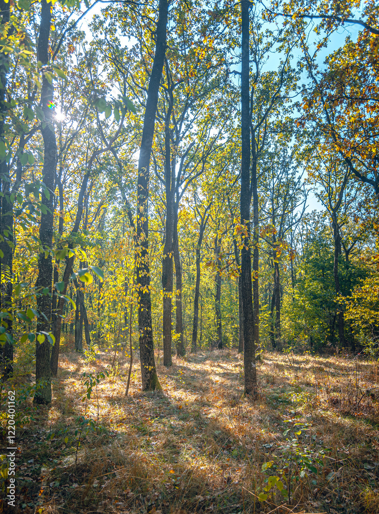 Obraz premium Autumn woods