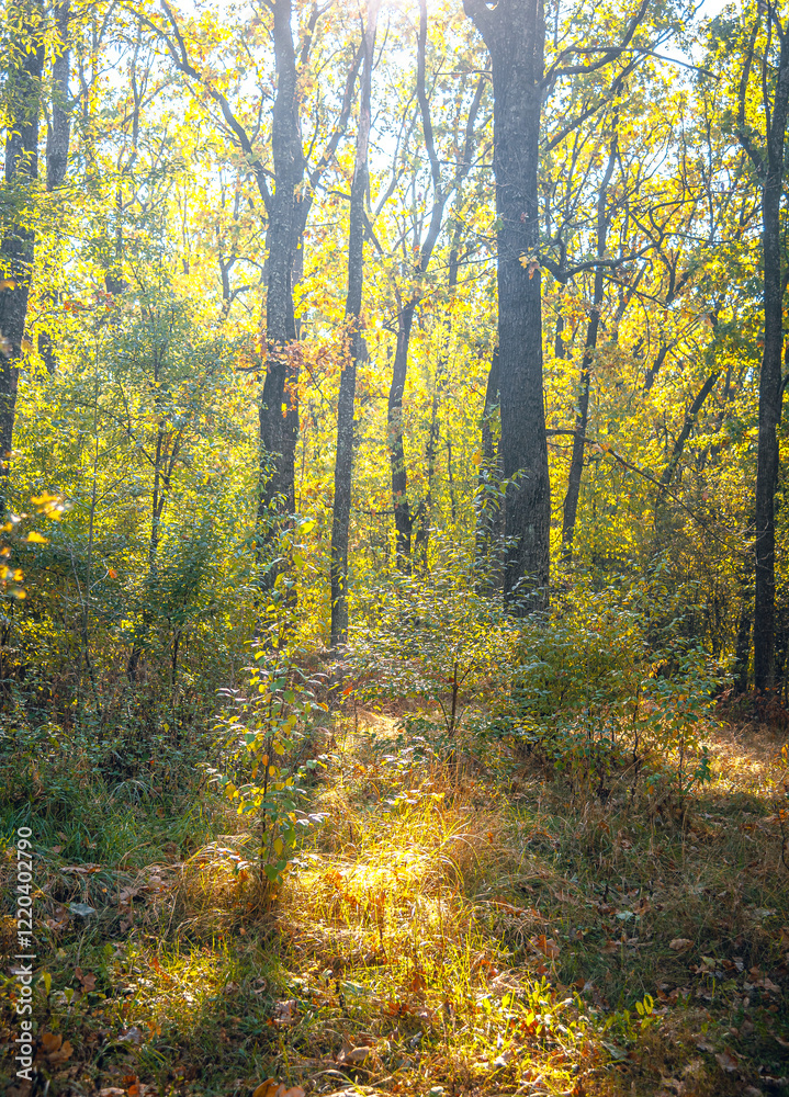 Autumn woods Autumn woods