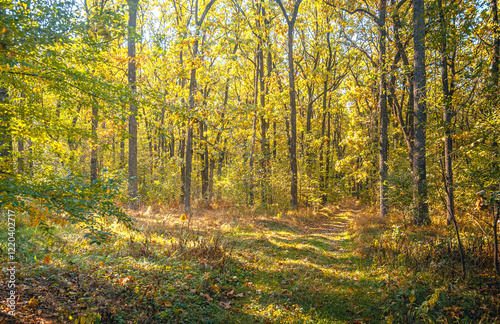Autumn woods