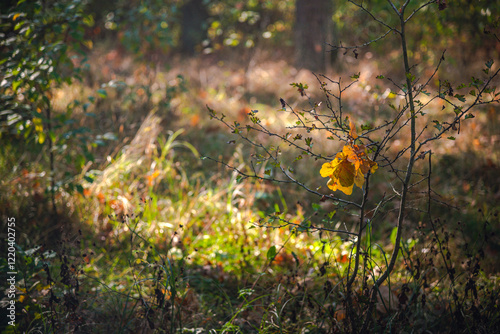 Autumn woods
