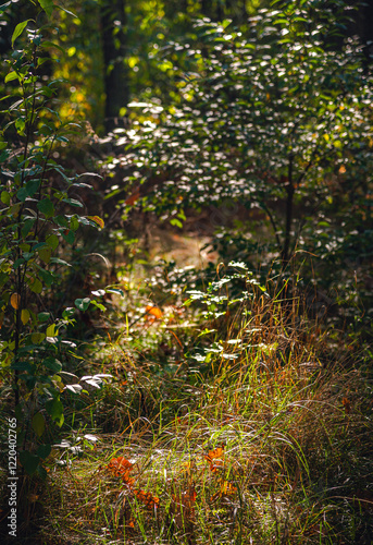 Autumn woods