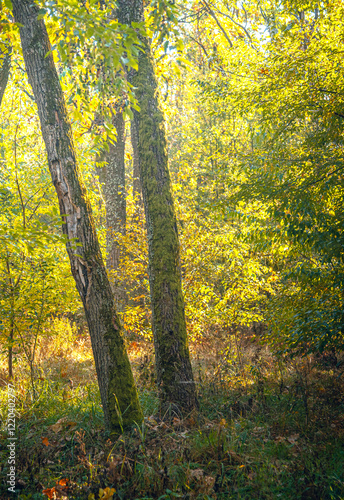 Autumn woods