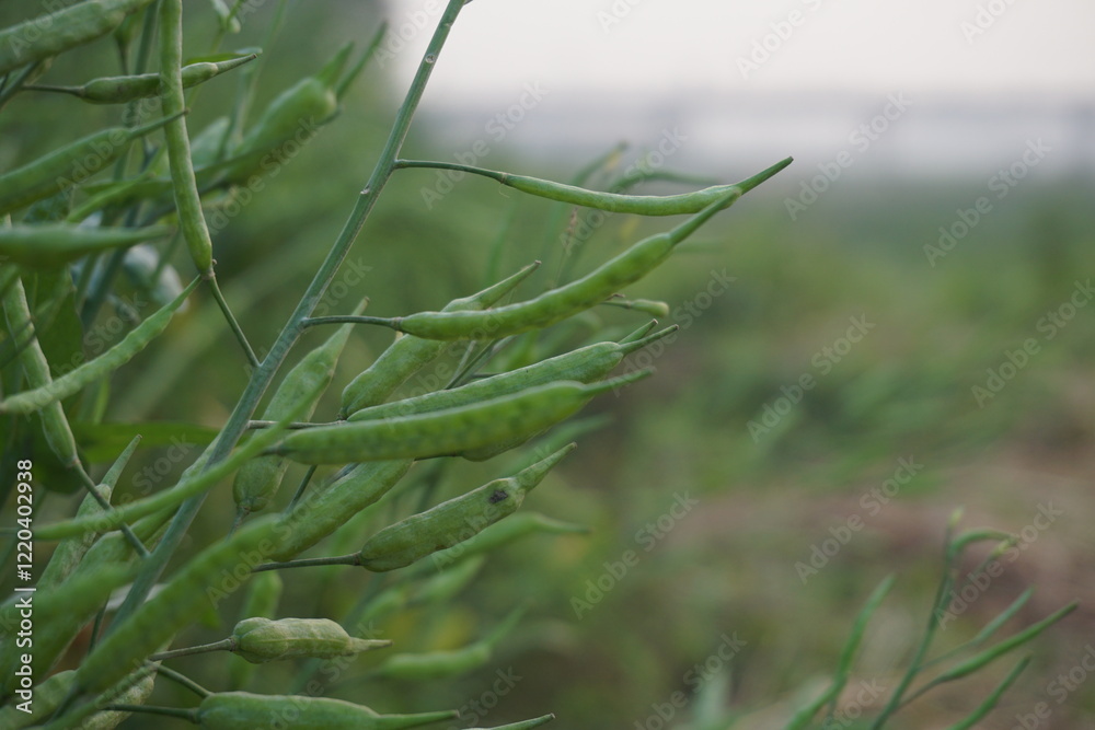 A bunch of green unripe mustard seeds on the mustard field, Mustard seeds is being ripe in a field, Mustard being cultivated on a rural farm A bunch of green unripe mustard seeds on the mustard field, Mustard seeds is being ripe in a field, Mustard being cultivated on a rural farm